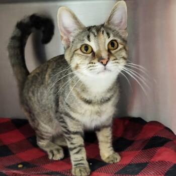 Holland -  Domestic Short Hair Cat for Adoption in Fort Wayne, Indiana - Holland | PetCurious