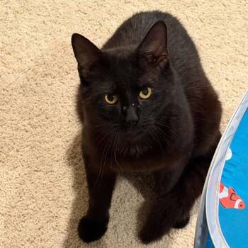 Boo -  Domestic Short Hair Cat for Adoption in Edwardsville, Illinois - Boo | PetCurious