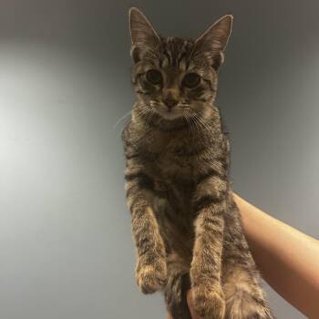 Scone -  Domestic Short Hair Cat for Adoption in Chattanooga, Tennessee - Scone | PetCurious