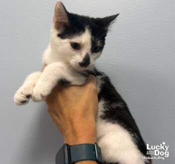 Lady May -  Domestic Medium Hair Cat for Adoption in Washington, District Of Columbia - Lady May | PetCurious