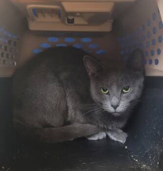 Rescue Domestic Short Hair Cats for Adoption in Twinsburg, Ohio - Scritch | PetCurious