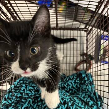 Keys -  Domestic Short Hair Cat for Adoption in Des Moines, Iowa - Keys | PetCurious
