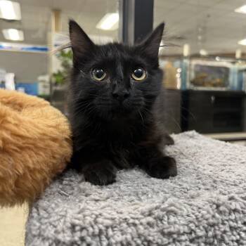 Domestic Short Hair Cats Available for Adoption in Palmetto, Florida - Truffles | PetCurious