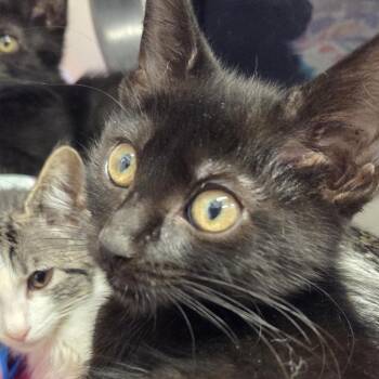 Habanero -  Domestic Short Hair Cat for Adoption in Voorhees Township, New Jersey - Habanero | PetCurious