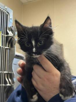 Milly -  Domestic Medium Hair Cat for Adoption in Richland Hills, Texas - Milly | PetCurious