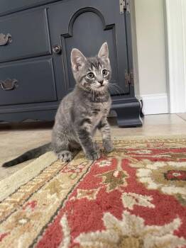 Domestic Short Hair Cats Available for Adoption in Broomall, Pennsylvania - Azalea | PetCurious