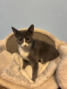 Blythe -  Domestic Short Hair Cat for Adoption in Wayne, New Jersey - Blythe | PetCurious