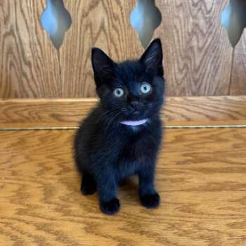 Rescue Domestic Short Hair Cats for Adoption in Andover, Minnesota - Pink | PetCurious