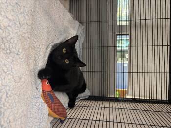 Rescue Domestic Short Hair Cats for Adoption in Charleston, South Carolina - Oatmeal Raisin | PetCurious