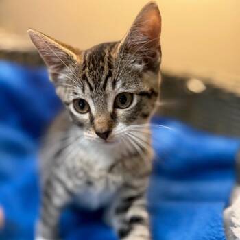 Sage -  Domestic Short Hair Cat for Adoption in Newport News, Virginia - Sage | PetCurious