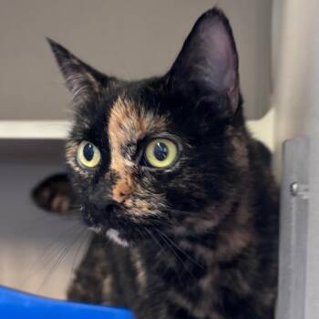 Sansa -  Domestic Short Hair Cat Available for Adoption in Providence, Rhode Island - Sansa | PetCurious