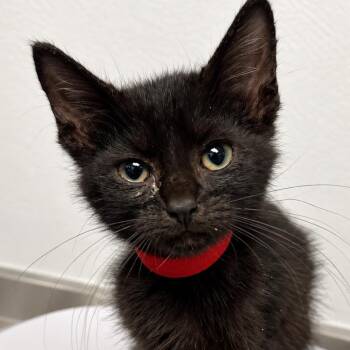 Runway Queen -  Domestic Short Hair Cat for Adoption in Austin, Texas - Runway Queen | PetCurious