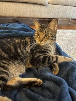 Rescue Domestic Short Hair Cats for Adoption in Melrose, Massachusetts - Meow | PetCurious