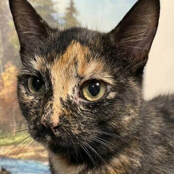 Domestic Short Hair Cats Available for Adoption - Thalia | PetCurious
