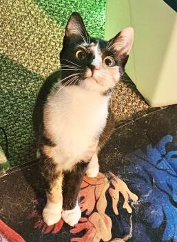 Domestic Short Hair Cats Available for Adoption in Seven Valleys, Pennsylvania - Ruto | PetCurious
