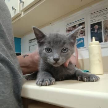Sophia -  Domestic Short Hair Cat for Adoption in Ardmore, Oklahoma - Sophia | PetCurious