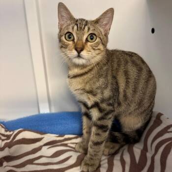 Robbie -  Domestic Short Hair Cat for Adoption in Sarasota, Florida - Robbie | PetCurious
