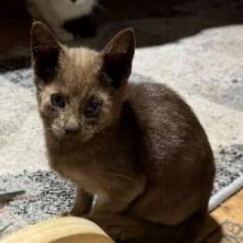 Benny -  Domestic Short Hair Cat for Adoption - Benny | PetCurious