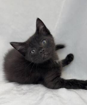 Steven -  Domestic Short Hair Cat for Adoption in Greensboro, North Carolina - Steven | PetCurious