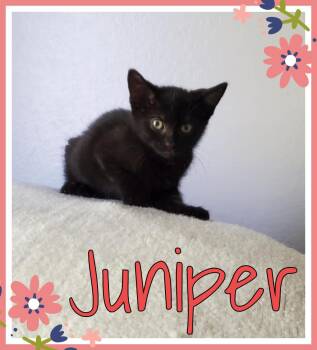 Rescue Domestic Short Hair Cats for Adoption in Valley City, North Dakota - Juniper | PetCurious