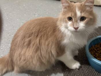 Domestic Long Hair Cats Available for Adoption in Pickerington, Ohio - Quigley & Porter | PetCurious