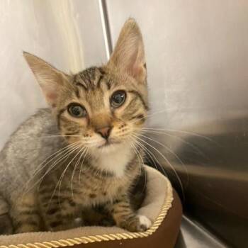 Vanilla Bean -  Domestic Short Hair Cat for Adoption in Chehalis, Washington - Vanilla Bean | PetCurious