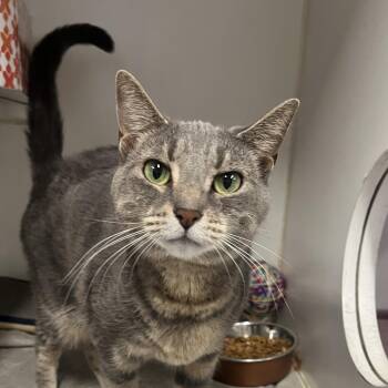 Quinoa -  Domestic Short Hair Cat Available for Adoption in Oak Brook, Illinois - Quinoa | PetCurious