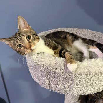 Rescue Domestic Short Hair Cats for Adoption in Durham, North Carolina - Shelly | PetCurious