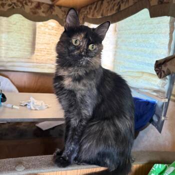 Pudgy -  Maine Coon and Domestic Short Hair Cat for Adoption in Midland, Texas - Pudgy | PetCurious