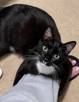 Rex -  Domestic Short Hair Cat for Adoption in Kansas City, Missouri - Rex | PetCurious