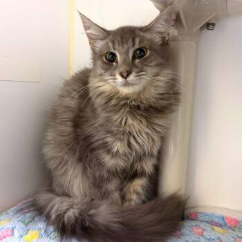 Audrey Horne -  Domestic Medium Hair and Domestic Short Hair Cat for Adoption in Woodinville, Washington - Audrey Horne | PetCurious