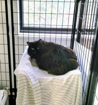 Rosie (Marina) -  Domestic Medium Hair and Domestic Short Hair Cat Available for Adoption in Montreal, Quebec - Rosie (Marina) | PetCurious