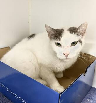 Sammy -  Domestic Short Hair Cat for Adoption in Rochester, Indiana - Sammy | PetCurious