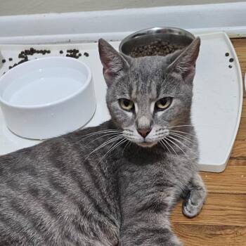Domestic Short Hair Cats Available for Adoption in Ben Avon, Pennsylvania - Greya | PetCurious
