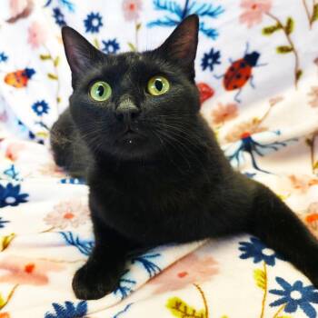 Domestic Short Hair Cats Available for Adoption in Mt. Juliet, Tennessee - Mama Robin | PetCurious