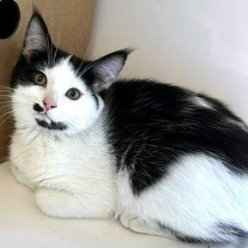 Janet -  Domestic Medium Hair Cat for Adoption - Janet | PetCurious