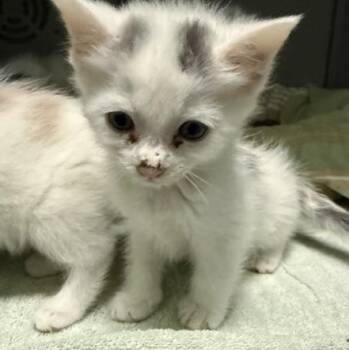 Smidge -  Domestic Short Hair Cat for Adoption in Honesdale, Pennsylvania - Smidge | PetCurious