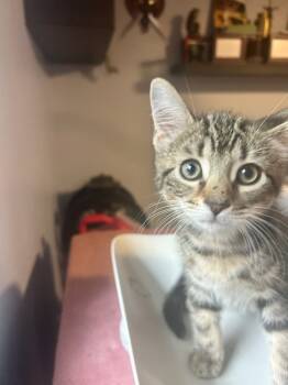 Rescue Domestic Short Hair Cats for Adoption in Westbury, New York - Pickle Bethpage | PetCurious