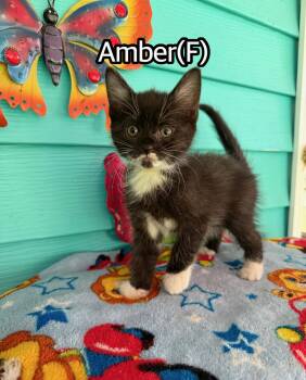 Amber -  Domestic Medium Hair Cat for Adoption in Hermitage, Pennsylvania - Amber | PetCurious