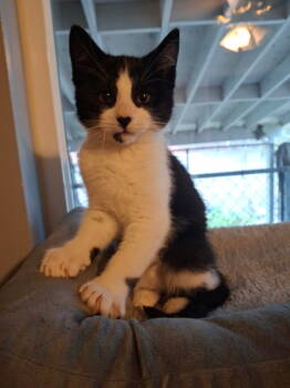 Rescue Domestic Short Hair Cats for Adoption in Salt Lake City, Utah - * Chicago * | PetCurious
