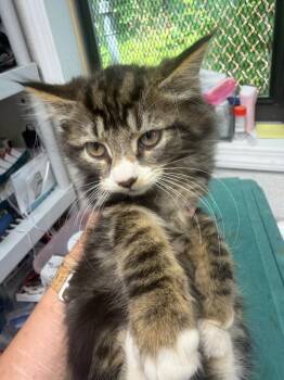 Cheddar -  Domestic Medium Hair Cat for Adoption in Pomona, New York - Cheddar | PetCurious