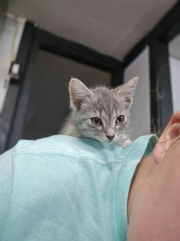 Rescue Domestic Short Hair and Tabby Cats for Adoption in Morehead, Kentucky - Pita YOUNG FEMALE GRAY TABBY | PetCurious