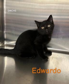 Edwardo -  Domestic Short Hair Cat for Adoption in Burlington, Iowa - Edwardo | PetCurious