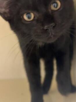 Yuki -  Domestic Short Hair Cat for Adoption in Chamblee, Georgia - Yuki | PetCurious