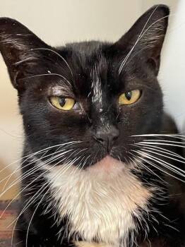 Rescue Domestic Short Hair Cats for Adoption in Hayward, Wisconsin - Hudson-SPONSORED ADOPTION-FREE WITH APPROVED APPLICATION | PetCurious