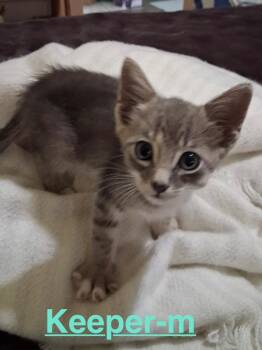 Keeper 26 -  Tabby and Domestic Short Hair Cat for Adoption in Brookhaven, Mississippi - Keeper 26 | PetCurious