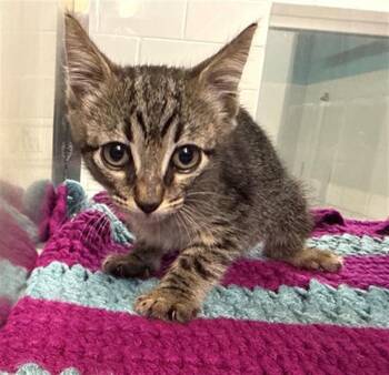 HAZEL -  Domestic Short Hair Cat for Adoption in Baytown, Texas - HAZEL | PetCurious