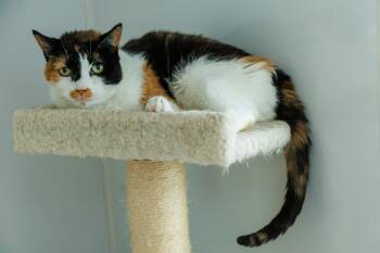 Ruthie -  Domestic Short Hair Cat for Adoption in Chester Springs, Pennsylvania - Ruthie | PetCurious