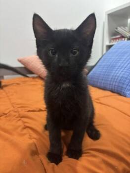Chicken -  Domestic Short Hair Cat for Adoption in Bellevue, Washington - Chicken | PetCurious