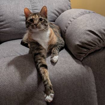 Rescue Domestic Short Hair Cats for Adoption in Plainfield, Illinois - Gertie | PetCurious